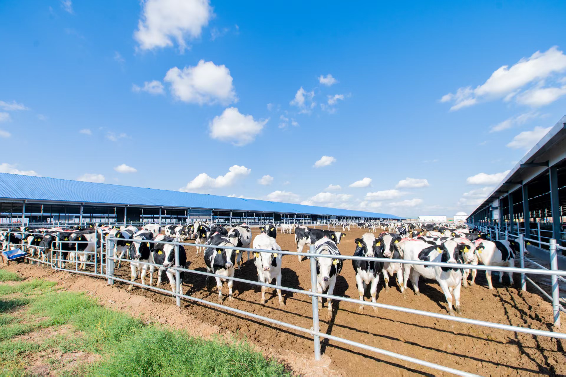 重慶日報：中墾牧乳業(yè)傳承百年匠心彰顯國企擔當